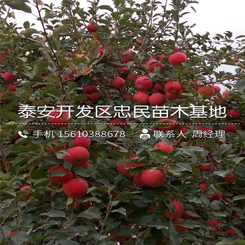 煙富8號蘋果樹苗價格與報價、煙富8號蘋果樹苗出售