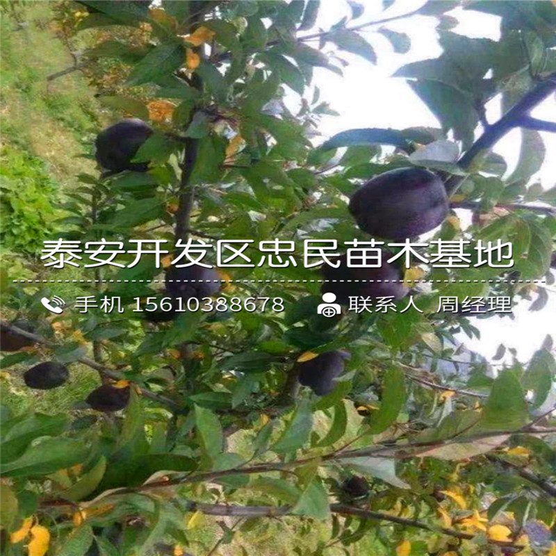 山東新秋柿子樹(shù)苗哪里有、新秋柿子樹(shù)苗種植基地