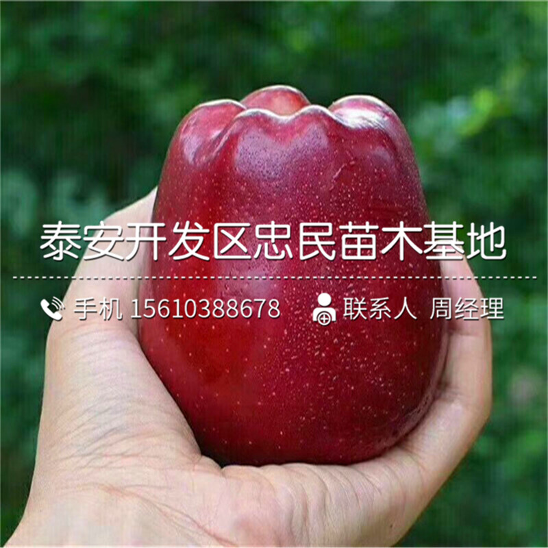 紅嘎啦蘋果樹苗格、紅嘎啦蘋果樹苗種植基地