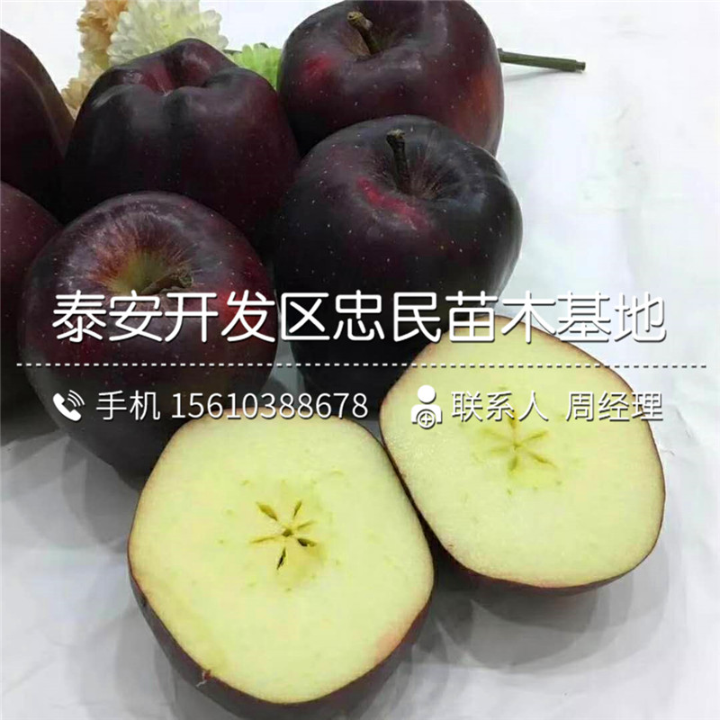 山東松本早生柿子樹苗多少錢一棵、松本早生柿子樹苗行情報(bào)價(jià)