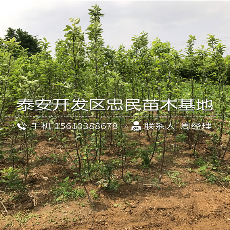 蘋果苗哪里批發(fā)、蘋果苗新品種