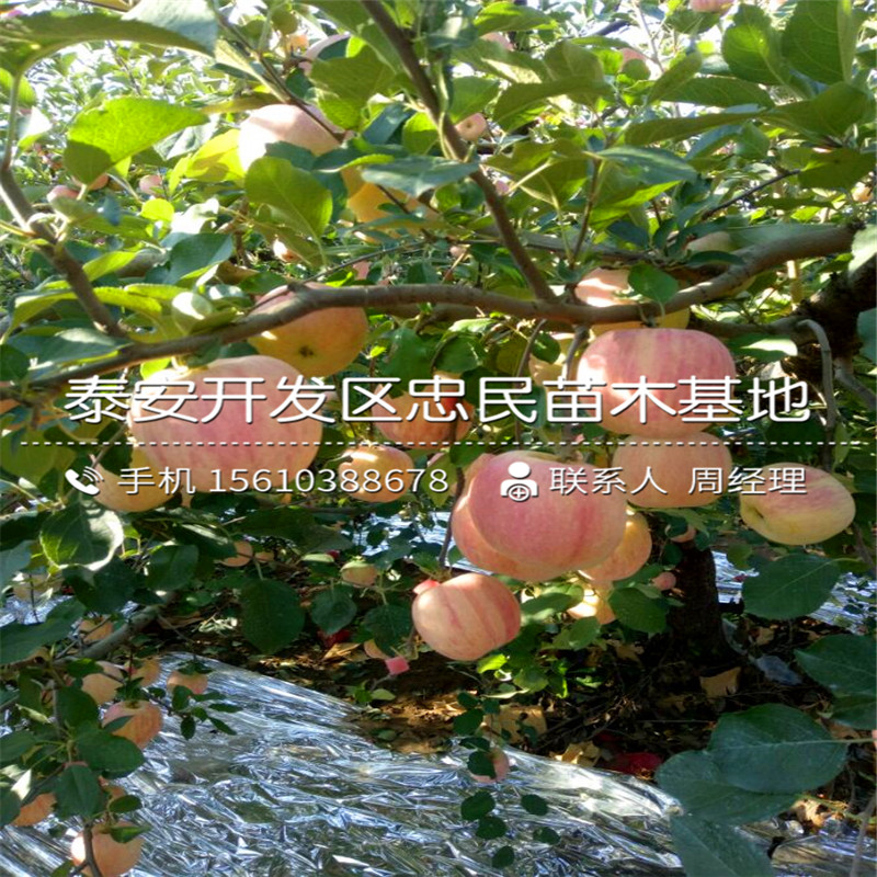 瑞陽蘋果樹苗批發(fā)出售、瑞陽蘋果樹苗銷售基地