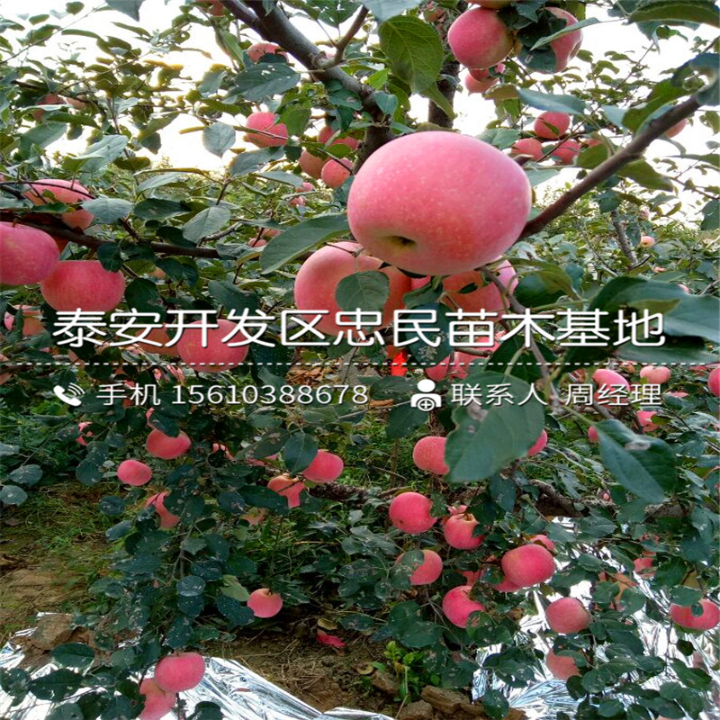 短枝紅富士蘋果樹(shù)苗多少錢、短枝紅富士蘋果樹(shù)苗什么價(jià)格