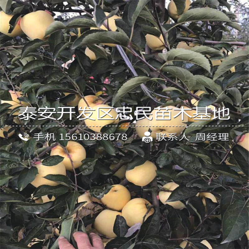 國(guó)光蘋(píng)果樹(shù)苗哪里批發(fā)、國(guó)光蘋(píng)果樹(shù)苗新品種