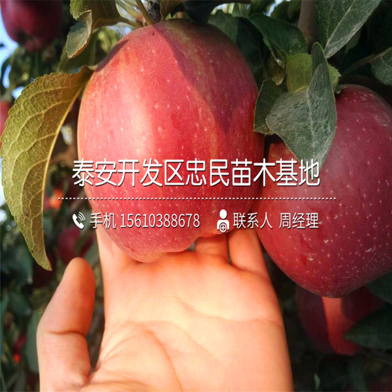 2018年八月紅柿子樹苗價格、八月紅柿子樹苗格