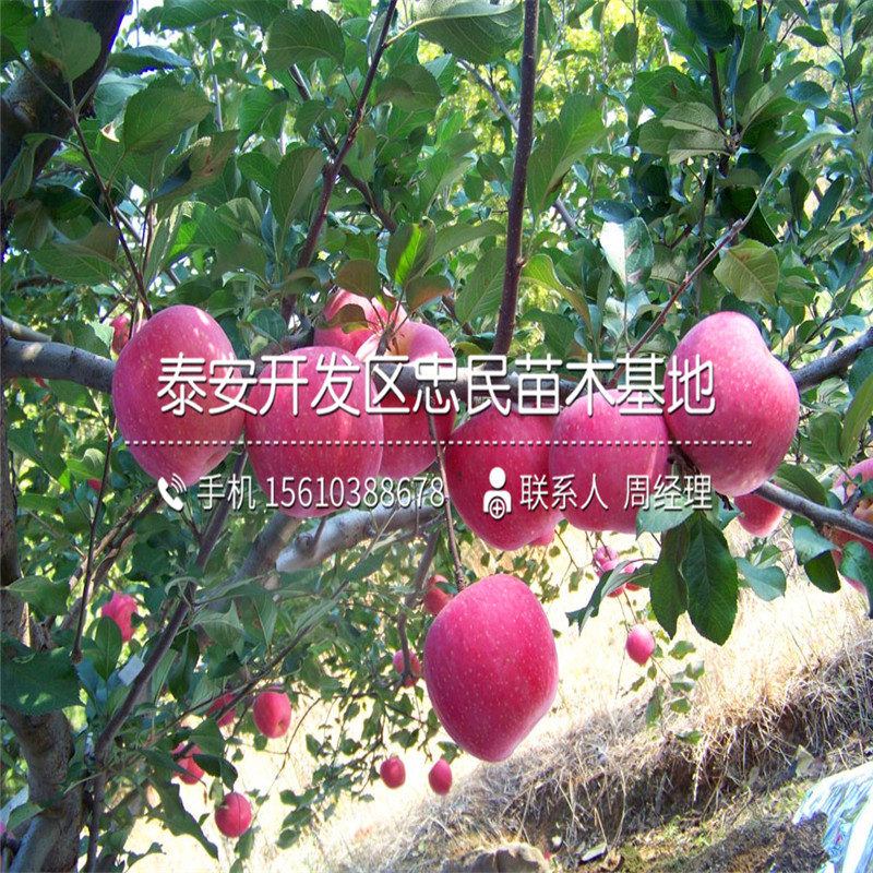 紅星蘋果樹苗多少錢、紅星蘋果樹苗哪里有
