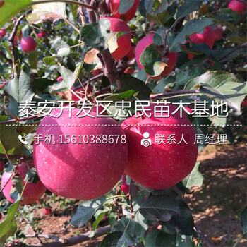 紅色之愛蘋果樹苗多少錢一棵、紅色之愛蘋果樹苗報價行情