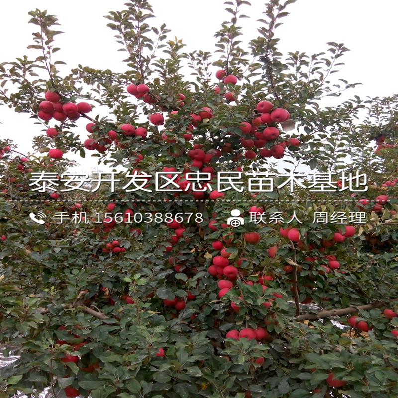 M9t337蘋果樹苗格、M9t337蘋果樹苗新品種