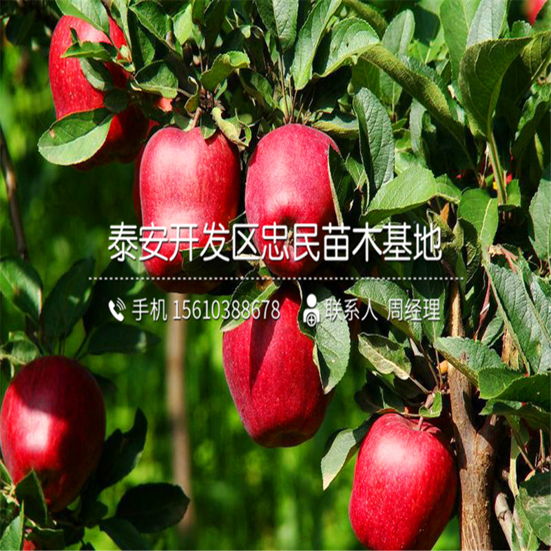 7公分蘋(píng)果樹(shù)苗批發(fā)什么價(jià)格、7公分蘋(píng)果樹(shù)苗出售
