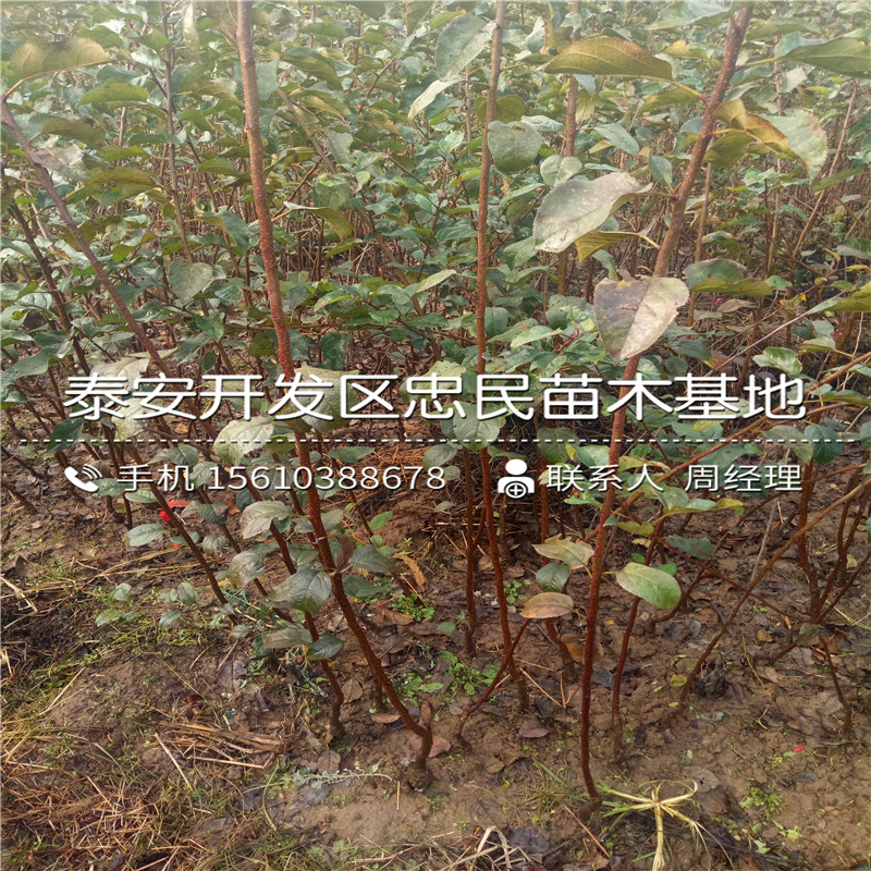 山東寒富蘋果苗寒富蘋果苗出售價格