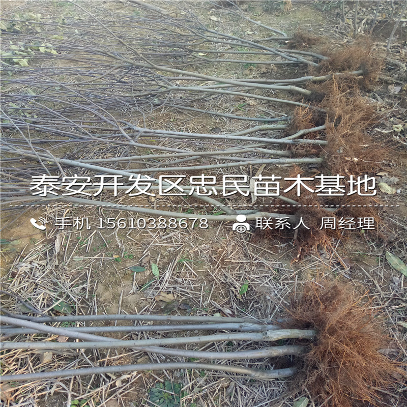 一號蘋(píng)果樹(shù)苗報價(jià)、一號蘋(píng)果樹(shù)苗哪里有