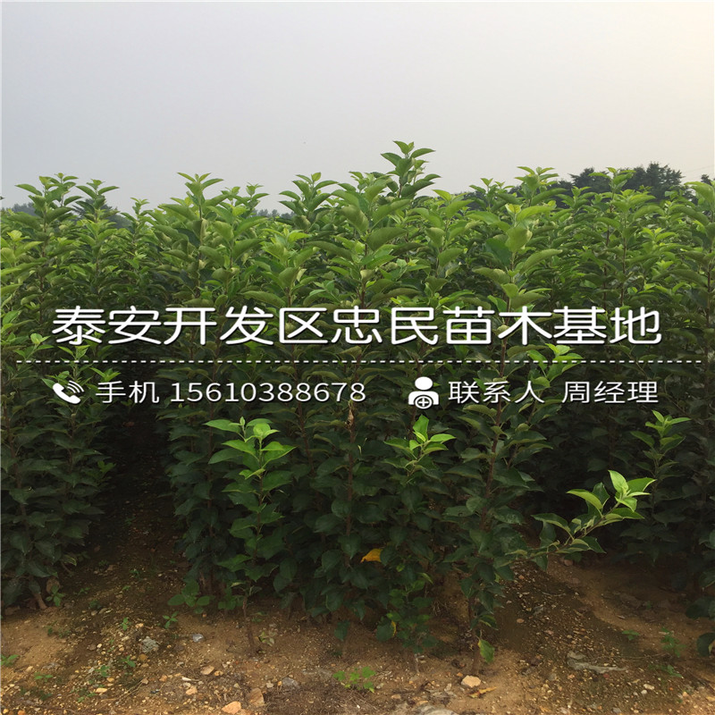 2018年黑鉆蘋果苗出售批發(fā)
