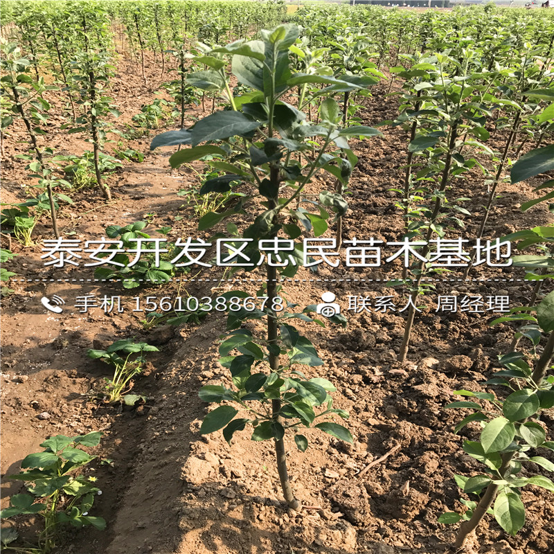 2018年柿子樹苗價格、柿子樹苗出售基地