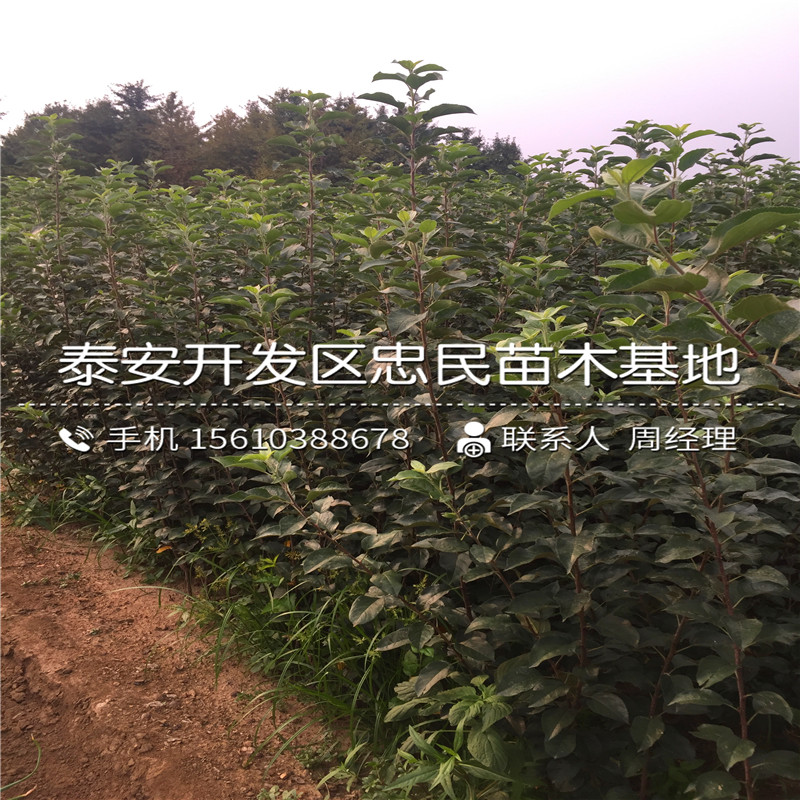 紅嘎啦蘋果樹苗格多少、紅嘎啦蘋果樹苗批發(fā)