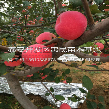 无花果苗多少钱一株无花果苗批发出售