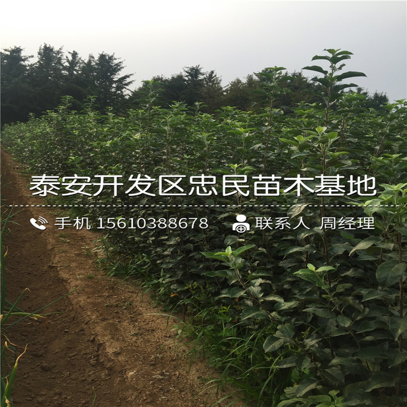 山東斤柿子樹(shù)苗價(jià)格、斤柿子樹(shù)苗銷(xiāo)售價(jià)格