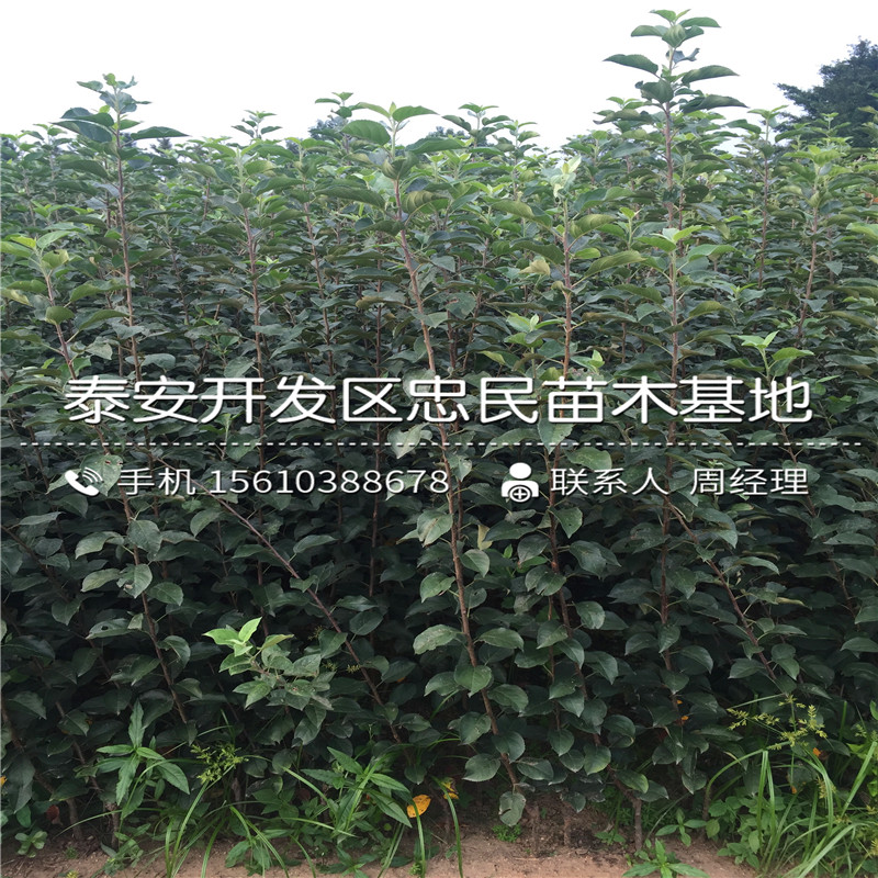 9公分蘋果樹(shù)苗多少錢一棵、9公分蘋果樹(shù)苗基地