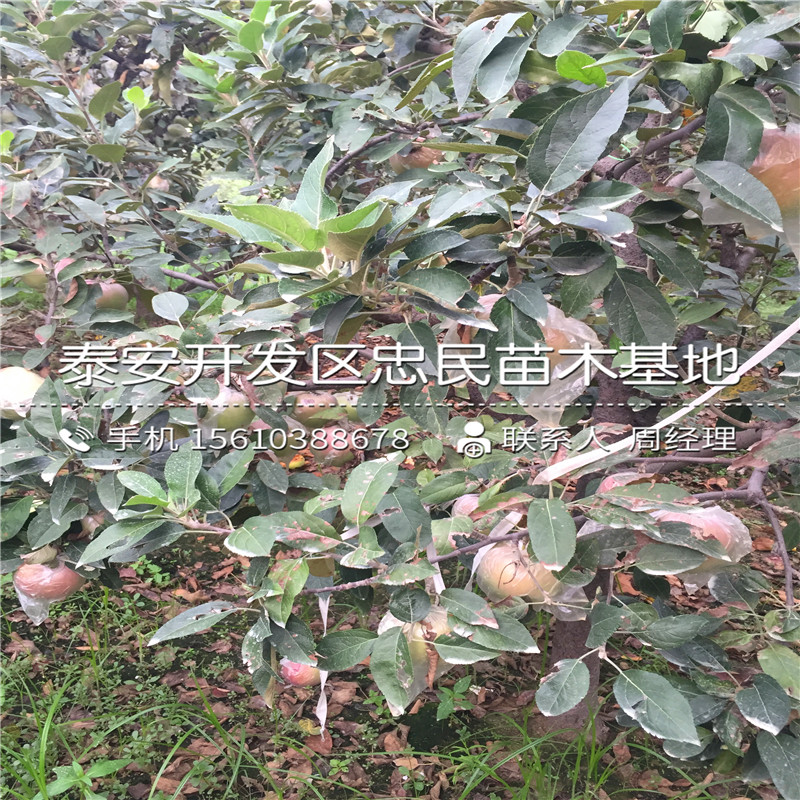 M9t337蘋果樹苗格、M9t337蘋果樹苗新品種