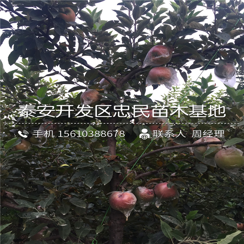 陽豐柿子樹苗多少錢一棵、陽豐柿子樹苗行情報(bào)價(jià)