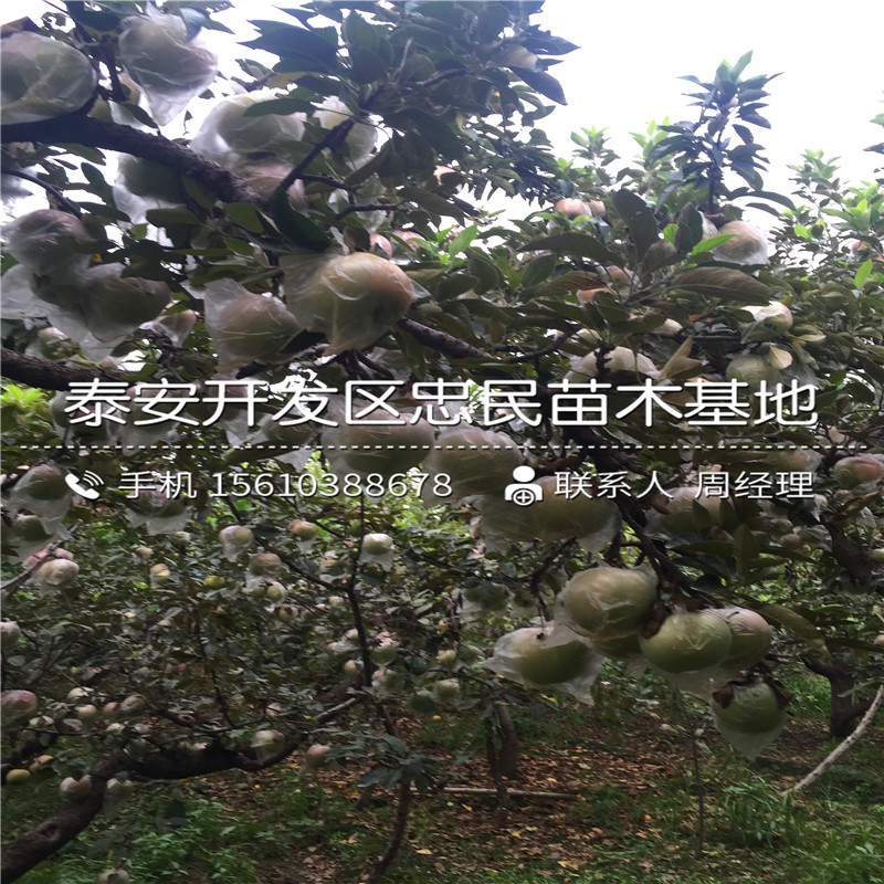 黑鉆蘋果樹苗格、黑鉆蘋果樹苗批發(fā)