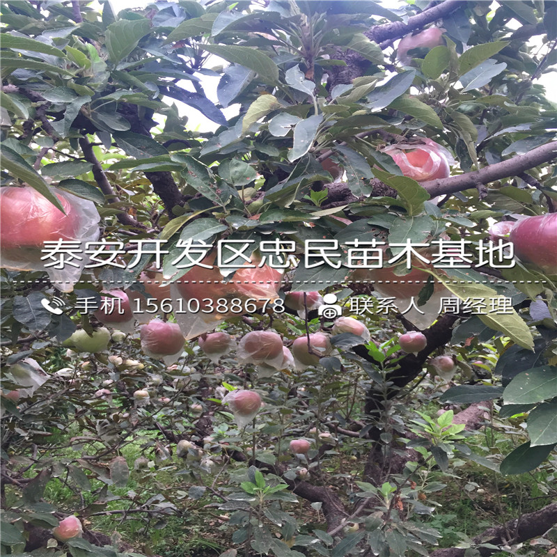 寒富蘋果樹苗批發(fā)什么價格、寒富蘋果樹苗報價行情