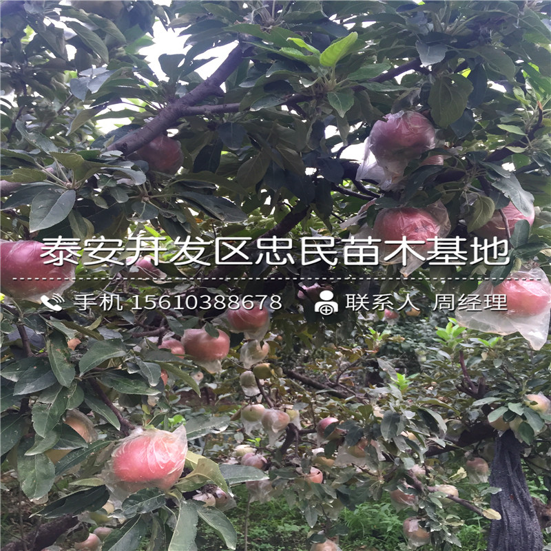 新品種無(wú)核方柿柿子樹(shù)苗報(bào)價(jià)、無(wú)核方柿柿子樹(shù)苗出售多少錢(qián)