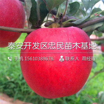 6公分蘋(píng)果樹(shù)苗哪里批發(fā)、6公分蘋(píng)果樹(shù)苗銷售價(jià)格