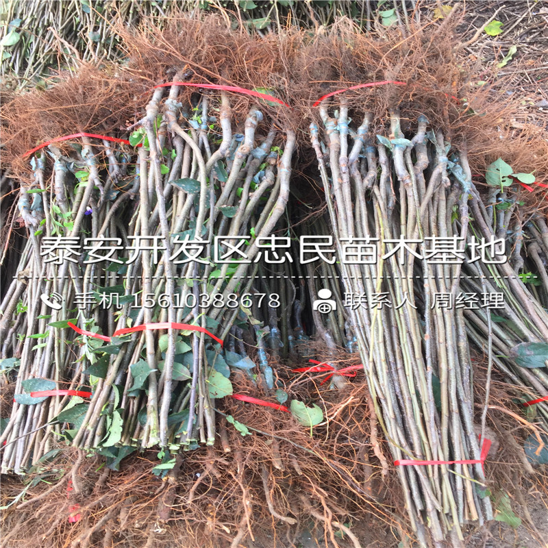 神富一號(hào)蘋果樹苗批發(fā)出售、神富一號(hào)蘋果樹苗新品種