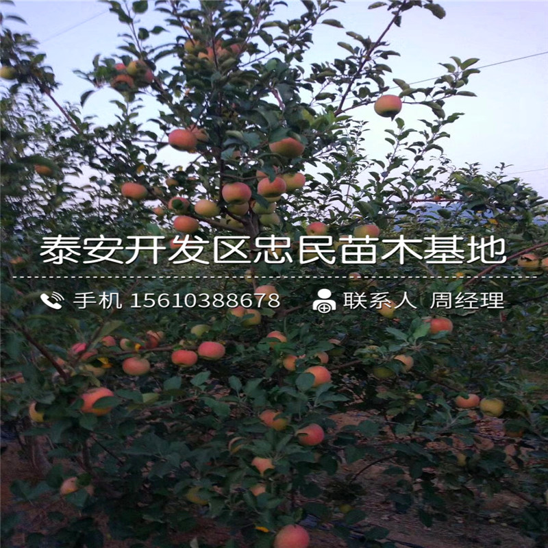 大秋柿子樹苗批發(fā)、大秋柿子樹苗基地報(bào)價(jià)