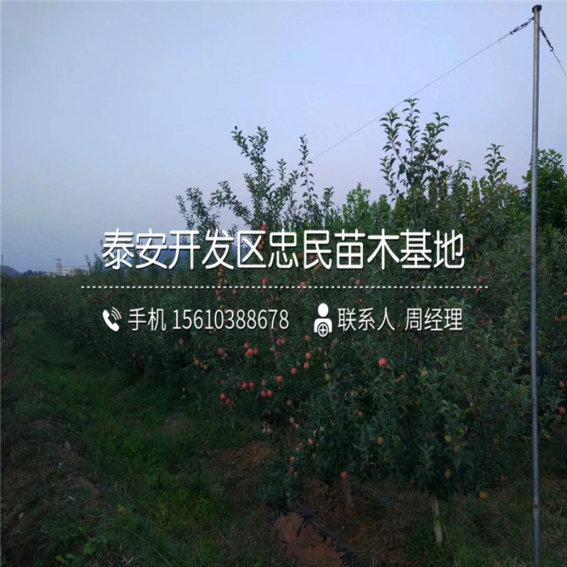 花牛蘋果樹苗價(jià)格多少錢、花牛蘋果樹苗基地