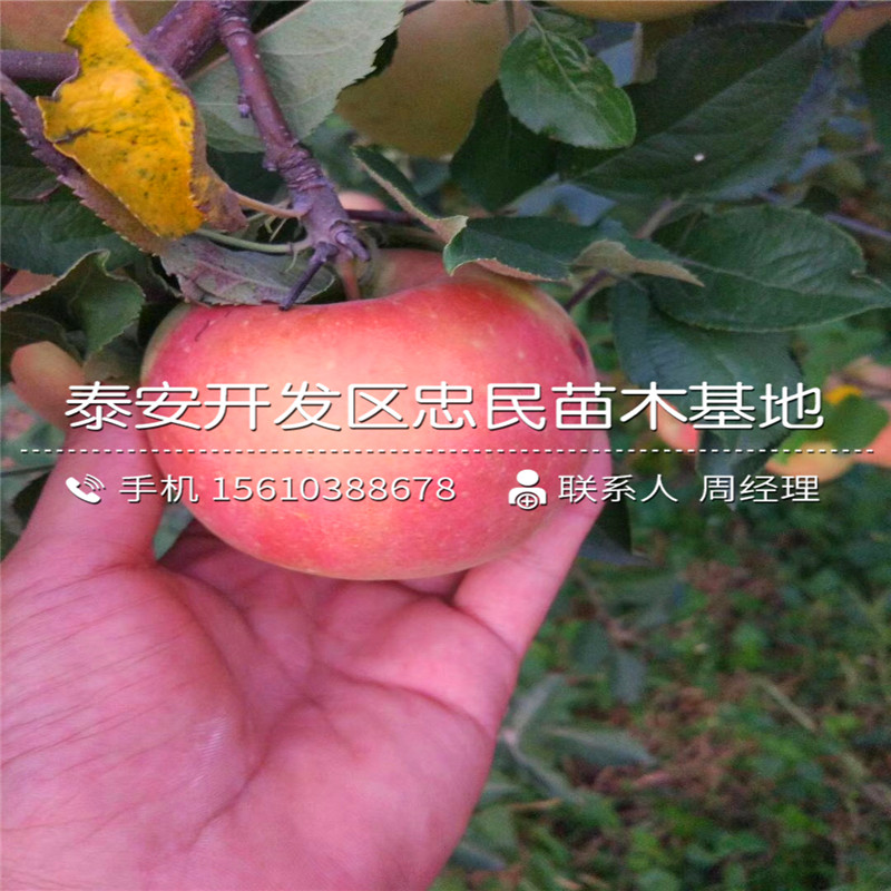 2018年澀柿子樹苗價(jià)格、澀柿子樹苗行情報(bào)價(jià)