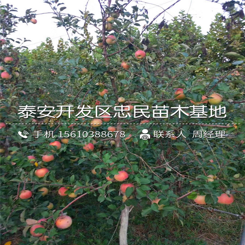 金帥蘋果樹苗價(jià)格與報(bào)價(jià)、金帥蘋果樹苗哪里價(jià)格便宜