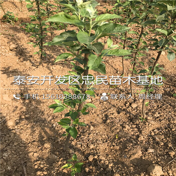 長(zhǎng)富蘋果樹(shù)苗出售價(jià)格、長(zhǎng)富蘋果樹(shù)苗種植基地