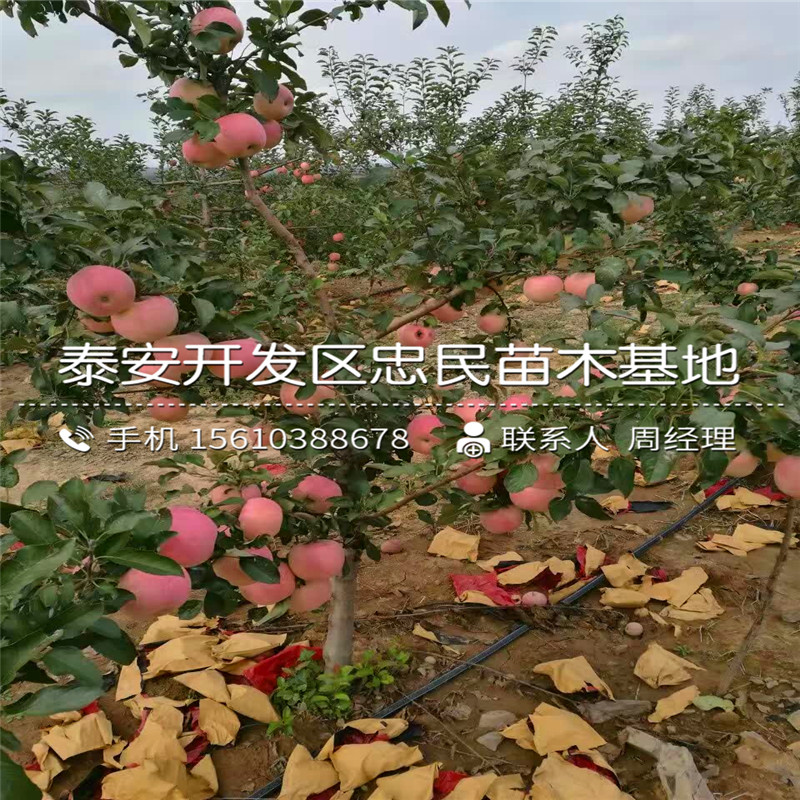 紅將軍蘋果樹苗批發(fā)什么價格、紅將軍蘋果樹苗什么價格