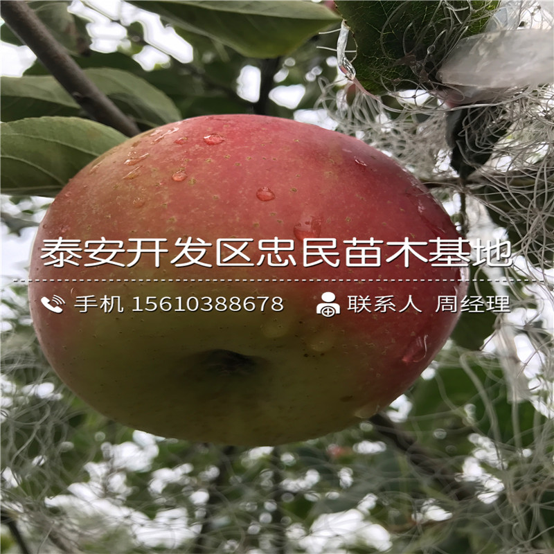 新品種薄皮柿子樹苗哪里有、薄皮柿子樹苗出售基地