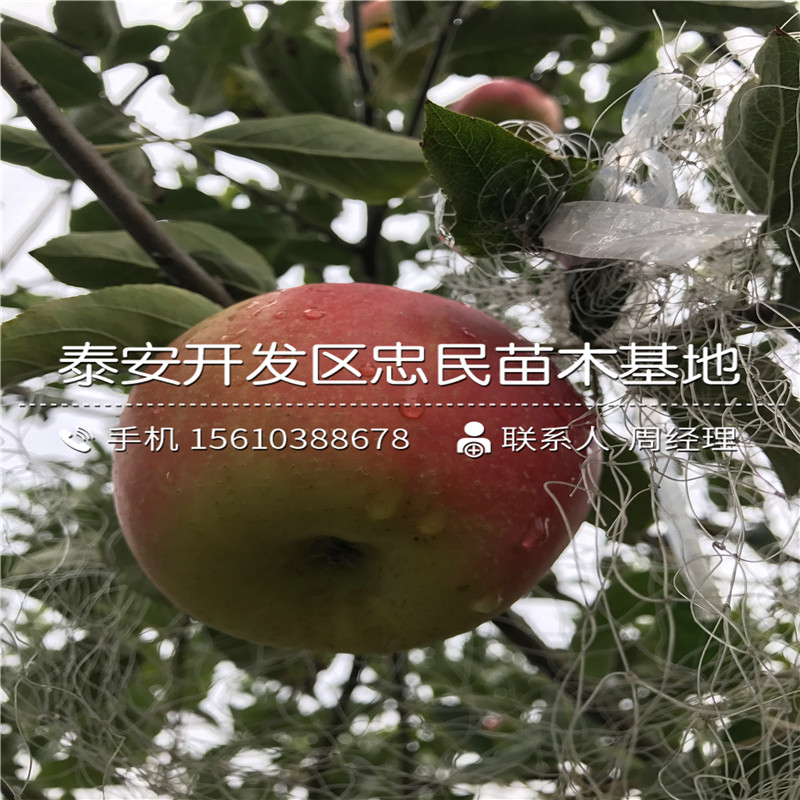 山東薄皮柿子樹苗多少錢一棵、薄皮柿子樹苗出售價(jià)格