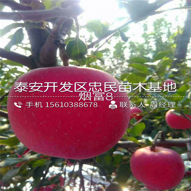 紅將軍蘋(píng)果樹(shù)苗批發(fā)出售、紅將軍蘋(píng)果樹(shù)苗出售基地
