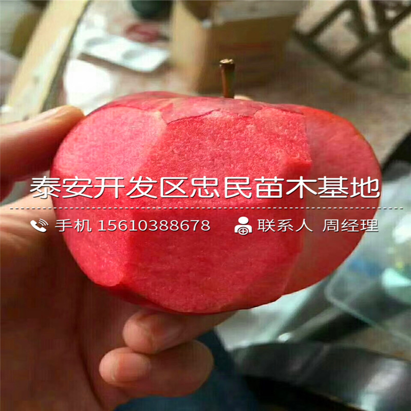 1公分蘋果樹苗出售價格、1公分蘋果樹苗報價行情