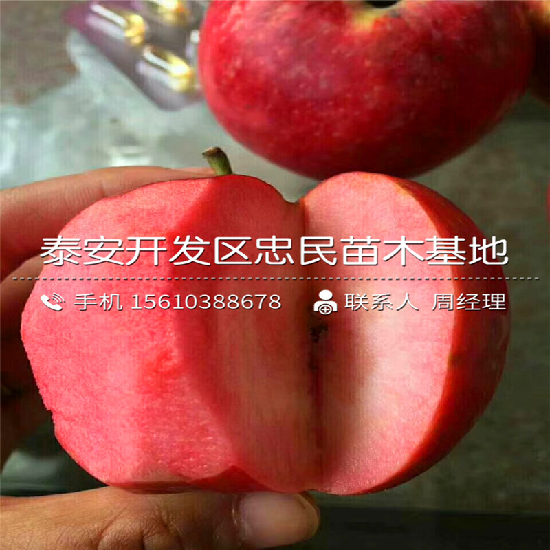 國(guó)光蘋果樹(shù)苗出售價(jià)格、國(guó)光蘋果樹(shù)苗什么價(jià)格