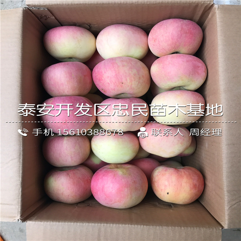 黃元帥蘋果樹苗批發(fā)什么價格、黃元帥蘋果樹苗什么價格