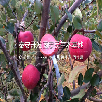 金帥蘋(píng)果樹(shù)苗價(jià)格與報(bào)價(jià)、金帥蘋(píng)果樹(shù)苗哪里價(jià)格便宜
