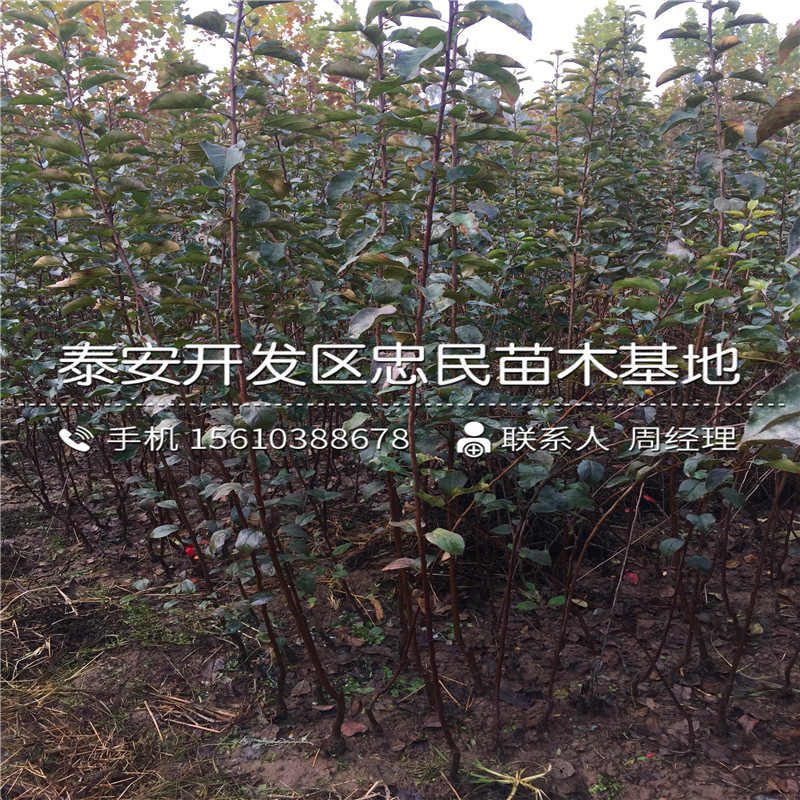 山東胎里紅柿子樹苗哪里有、胎里紅柿子樹苗種植基地
