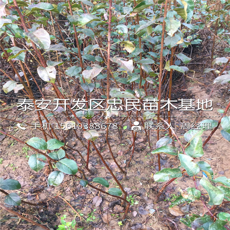 2018年柿子樹苗價格、柿子樹苗出售基地