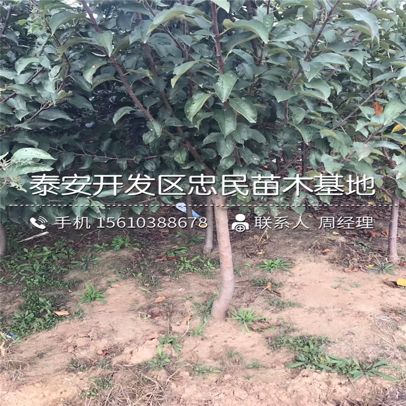 9公分蘋果樹苗報(bào)價(jià)、9公分蘋果樹苗銷售價(jià)格
