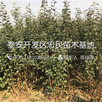 矮化m26蘋果樹苗批發(fā)價格、矮化m26蘋果樹苗哪里價格便宜