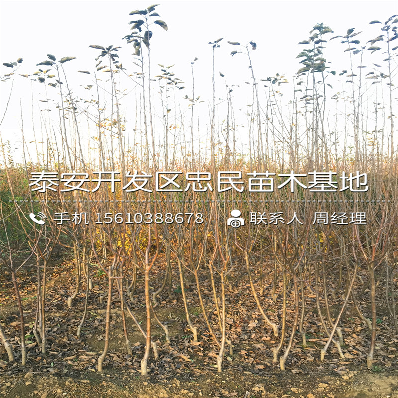 富士蘋果樹苗格多少、富士蘋果樹苗批發(fā)基地