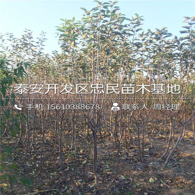 國(guó)光蘋果樹(shù)苗出售價(jià)格、國(guó)光蘋果樹(shù)苗什么價(jià)格