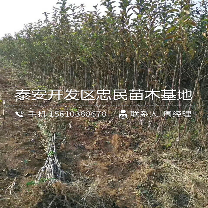 紅心蘋果樹苗多少錢、紅心蘋果樹苗批發(fā)基地