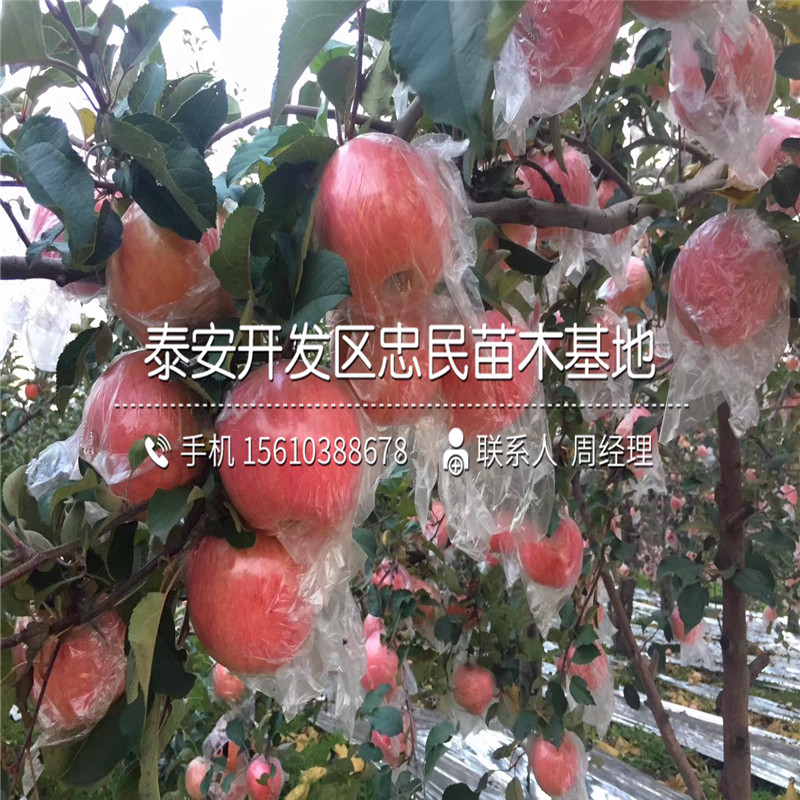 紅嘎啦蘋果樹苗格多少、紅嘎啦蘋果樹苗批發(fā)