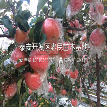 火晶柿子樹苗多少錢一棵、火晶柿子樹苗批發(fā)什么價格